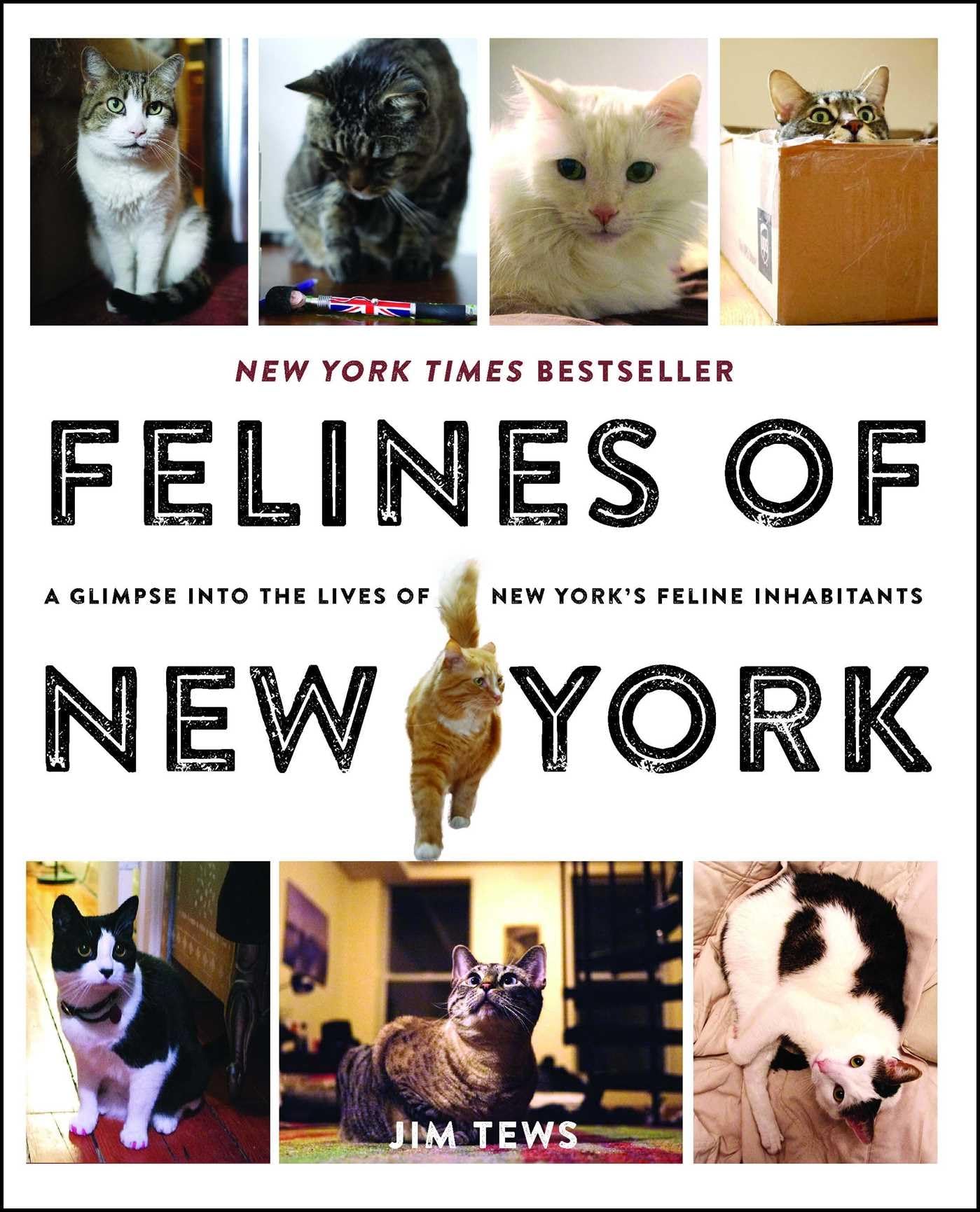 Felines of New York: A Glimpse Into the Lives of New York's Feline Inhabitants